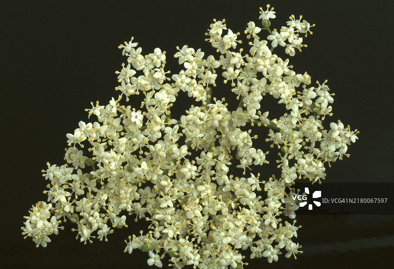 接骨木花，黑接骨木（Sambucus nigra），药用植物，被认为是治疗感冒、肾脏和膀胱问题以及增强心脏和血液循环的有效家庭疗法图片素材