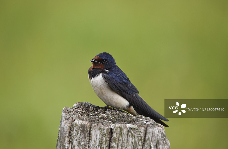 栖息在栖木上的家燕（Hirundo rustica）图片素材