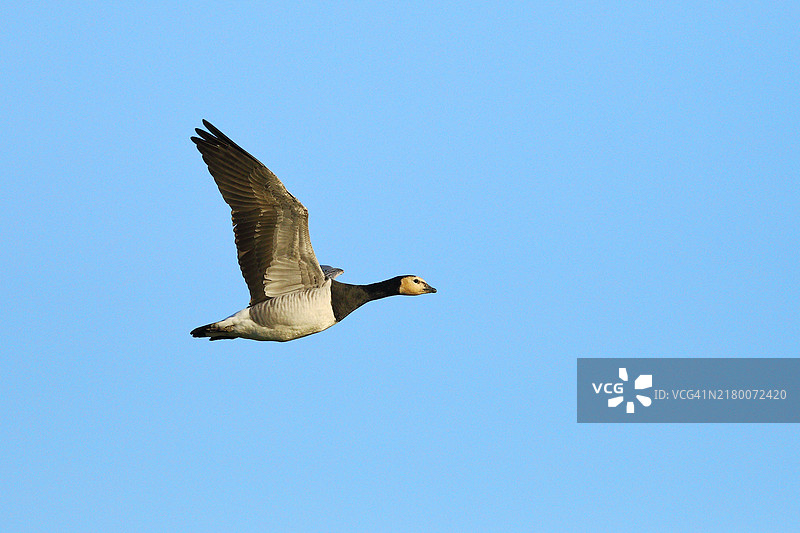德国下莱茵地区比斯利希尔岛飞翔的白额黑雁图片素材