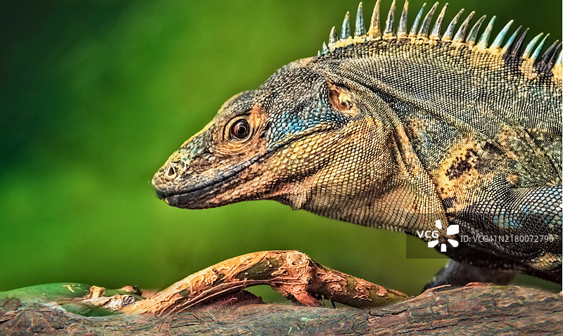 条纹鬣蜥特写图片素材