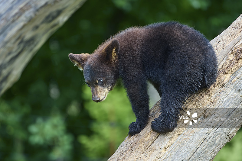 攀爬树干的美洲黑熊幼崽（人工饲养）图片素材