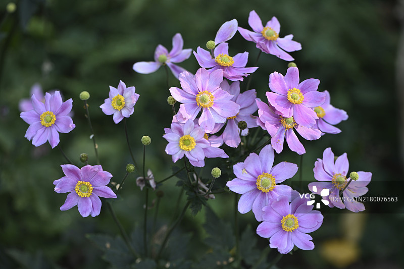 银莲花图片素材