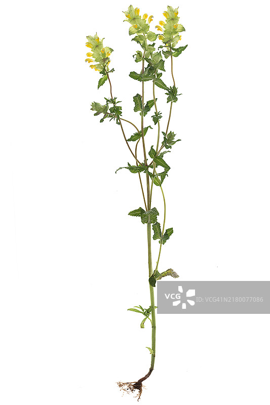 大响铃草图片素材