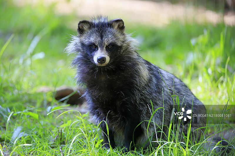 成年貉，警觉，圈养，欧洲图片素材