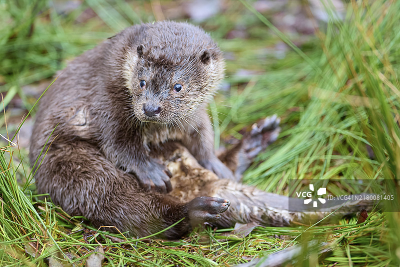 坐在湖边清理处的欧亚水獭（Lutra lutra），圈养图片素材