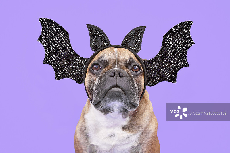 戴着万圣节蝙蝠头带的法国斗牛犬图片素材
