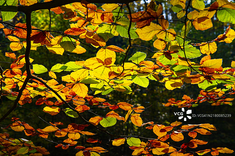 欧洲鹅耳枥在逆光下的秋季变色叶子图片素材