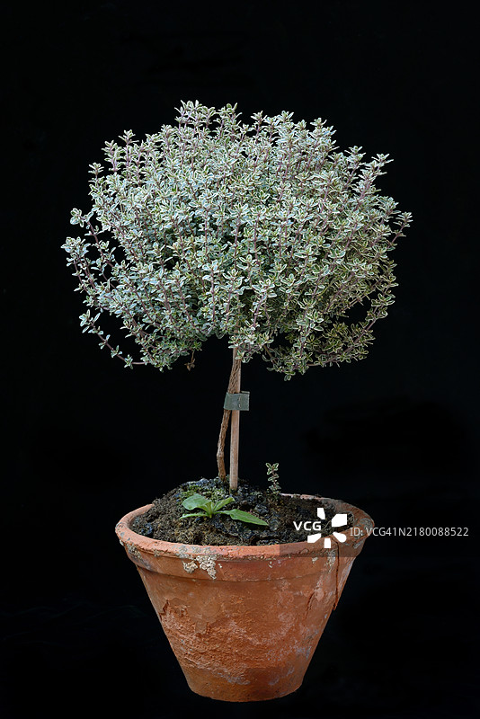 百里香图片素材