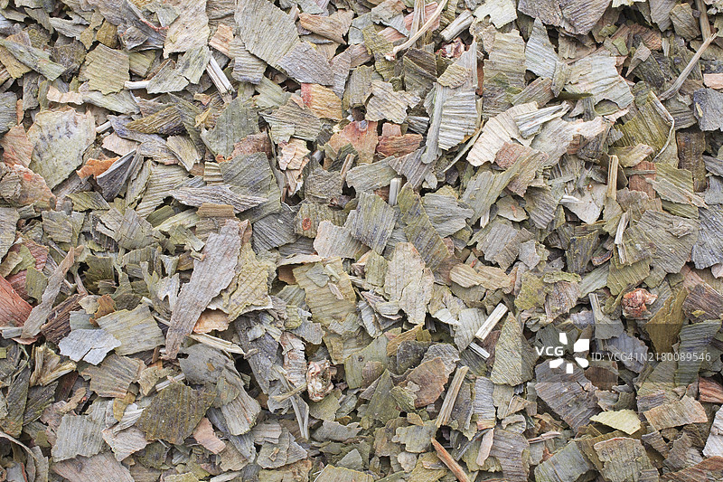 干银杏叶。药用银杏具有促进血液循环的作用，植物部分或提取物被用来改善精神表现图片素材