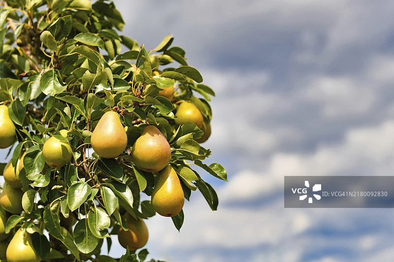 夏末果树上生长的黄梨，侧面有文案空间图片素材