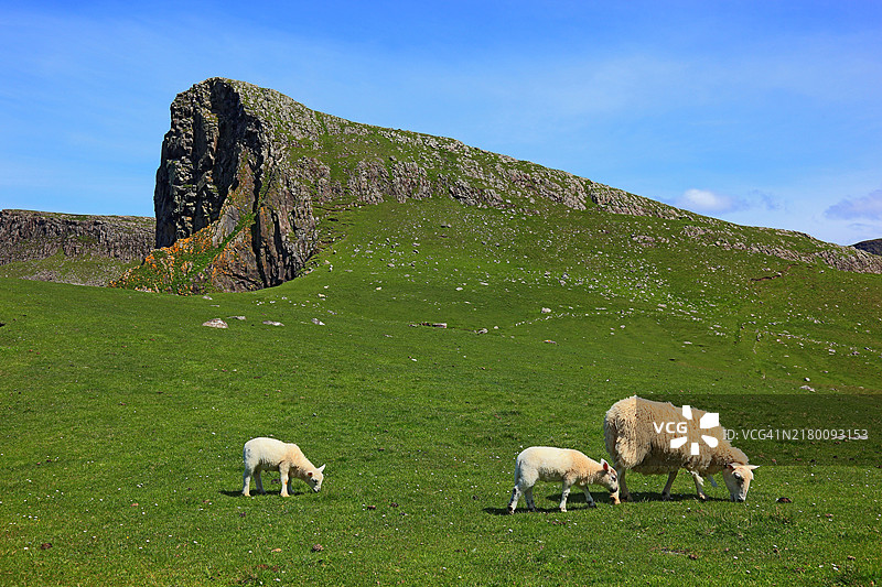 苏格兰斯凯岛杜林尼什半岛内赫布里底群岛尼斯角景观，有绵羊图片素材