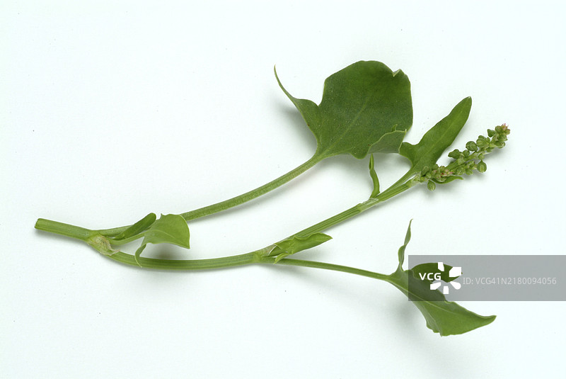 贝加尔湖黄芩：一种药用植物，具有抗过敏、抗炎和抗菌特性图片素材