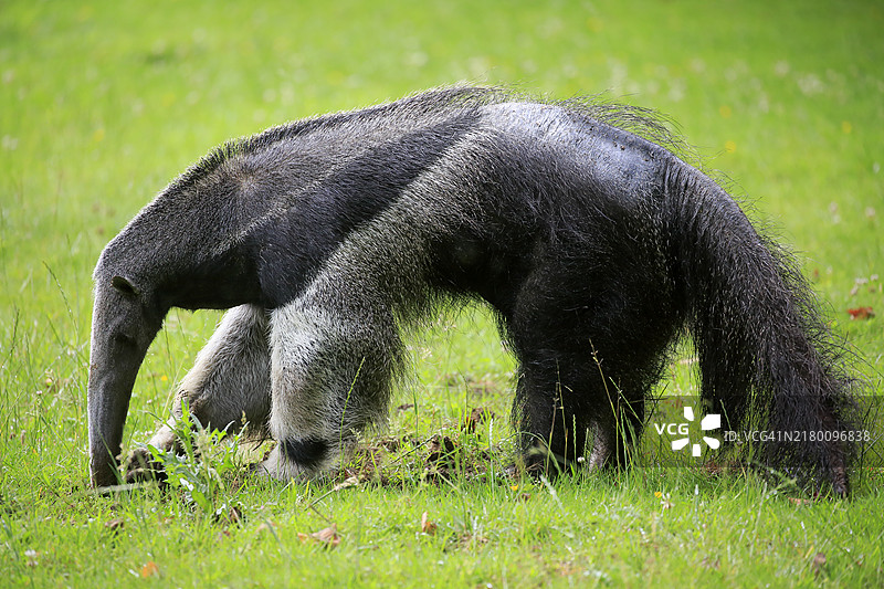 觅食中的成年大食蚁兽（Myrmecophaga tridactyla），圈养图片素材