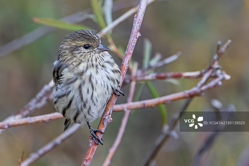 松雀在外面闲逛图片素材