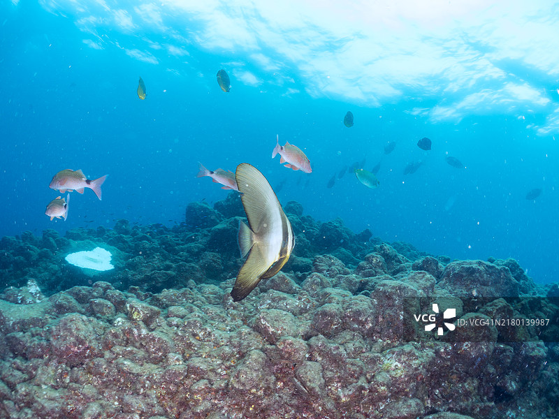 长鳍蝙蝠鱼和白须山羊鱼图片素材