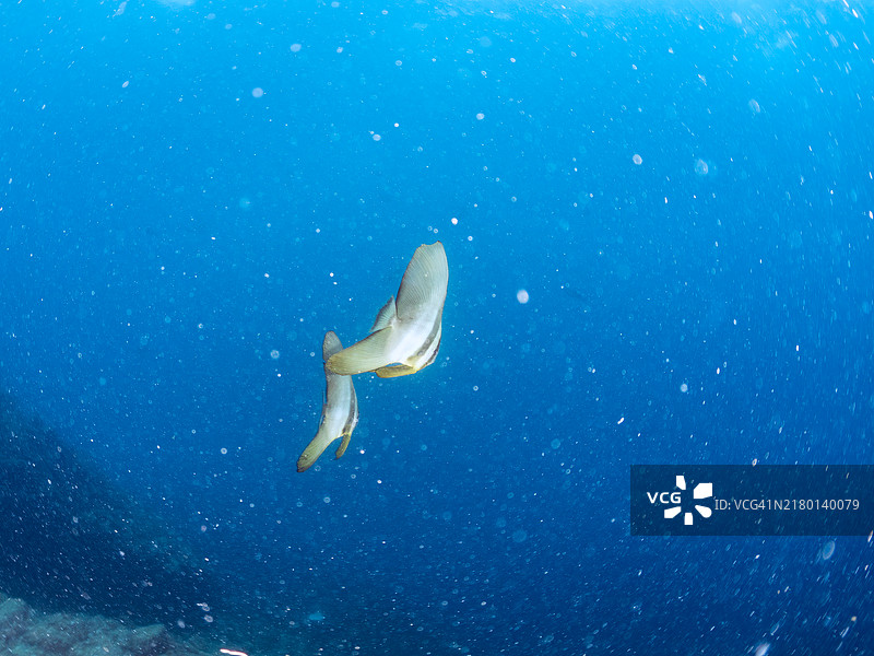 一对美丽的蝙蝠鱼，日本静冈县图片素材