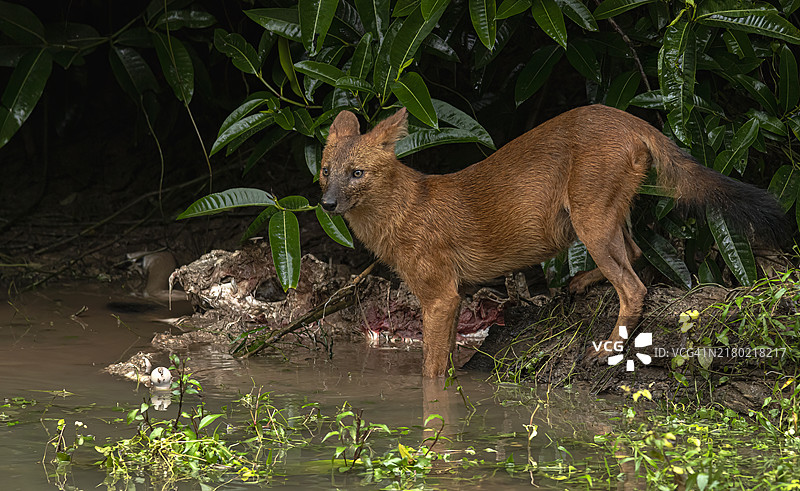 在森林溪流旁吃鹿尸体的豺图片素材