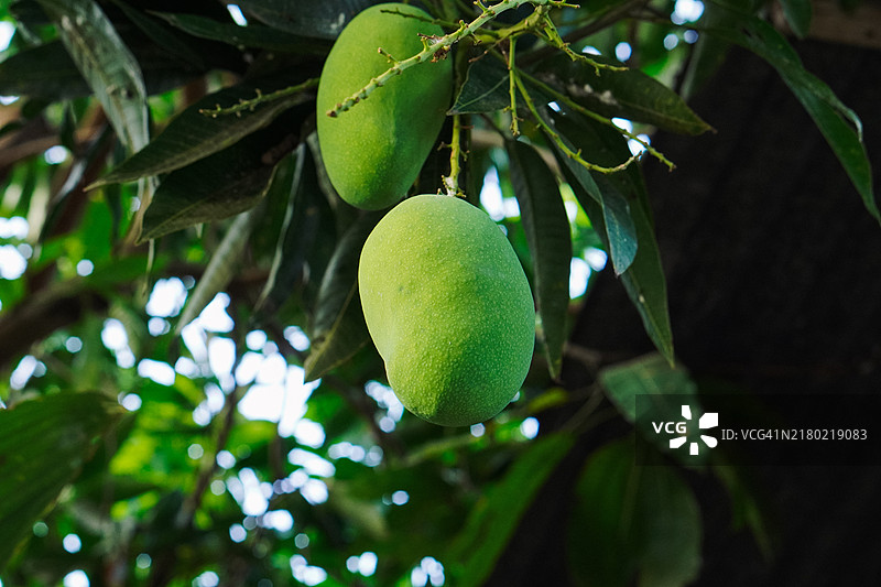 树上生长的新鲜芒果图片素材