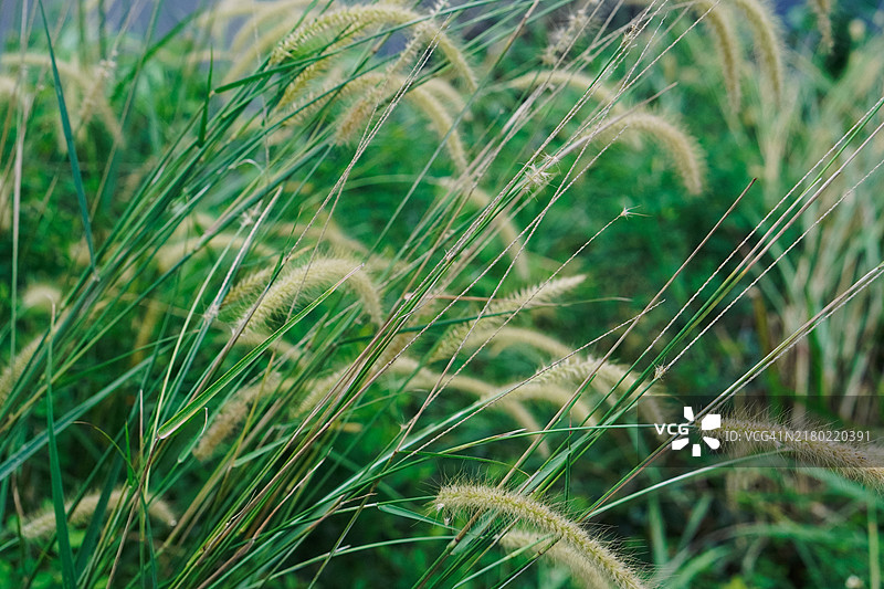 毛茸茸的喷泉草特写图片素材