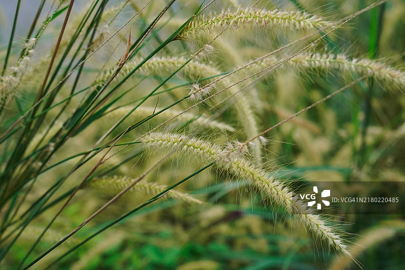 须芒草的蓬松羽毛特写图片素材