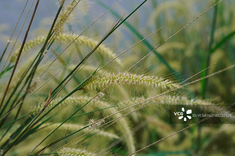 须芒草的蓬松羽毛特写图片素材