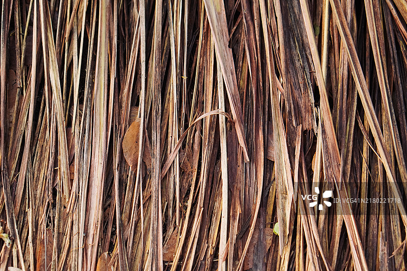 天然茅草纹理图片素材