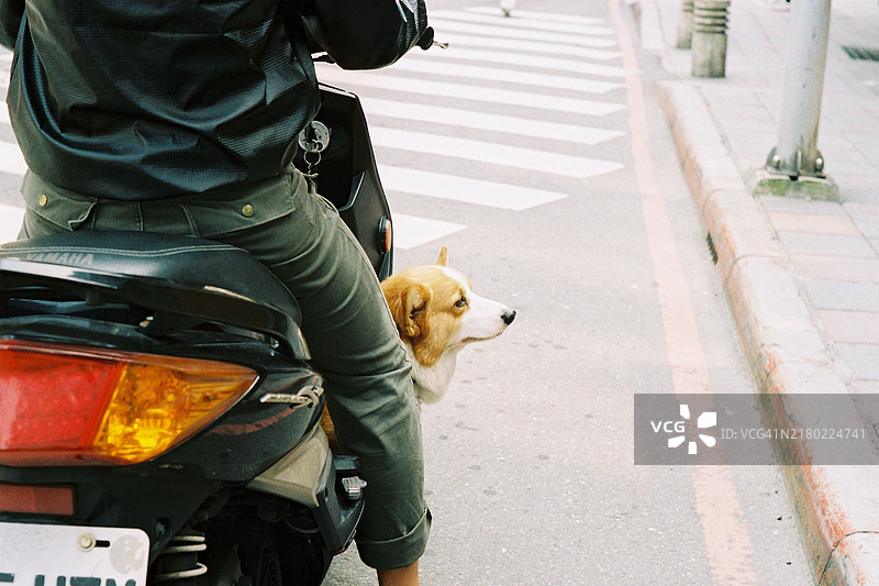 人们带着狗骑摩托车图片素材
