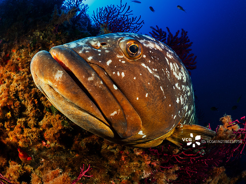 地中海暗色石斑鱼特写图片素材
