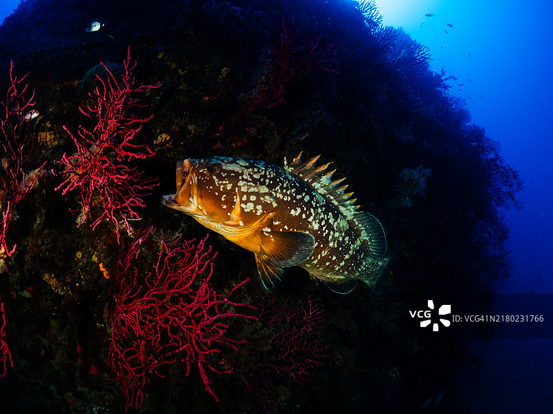 地中海 dusky Grouper Epinephelous marginatus 特写图片素材