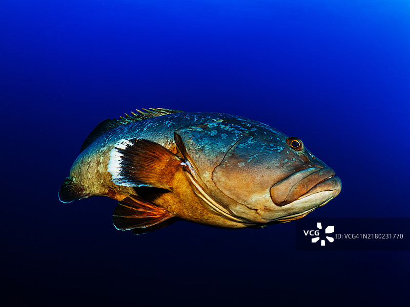 地中海暗色石斑鱼特写图片素材