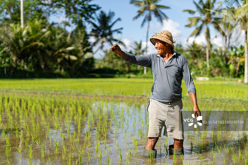 亚洲农民在巴厘岛的稻田里插秧并微笑图片素材
