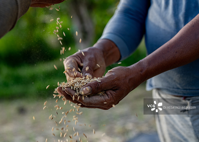 特写农民手中倾倒稻谷。图片素材