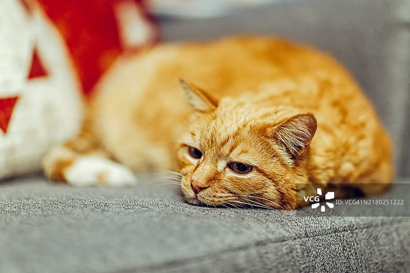 姜黄猫在灰色沙发上放松休息图片素材