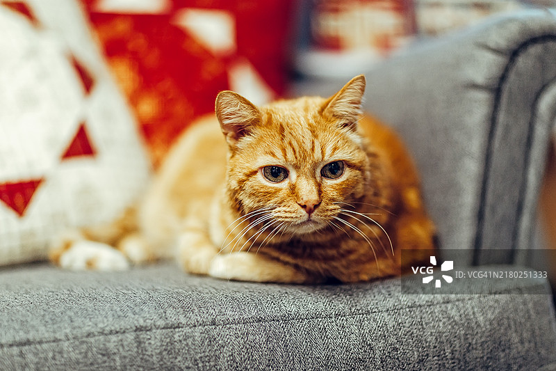 姜黄色猫咪舒适地躺在灰色扶手椅和绗缝枕头上图片素材