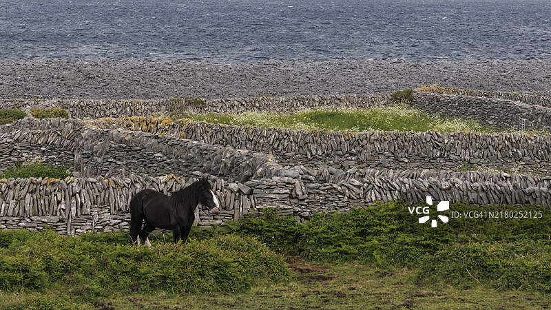 爱尔兰伊尼希尔村庄的马图片素材