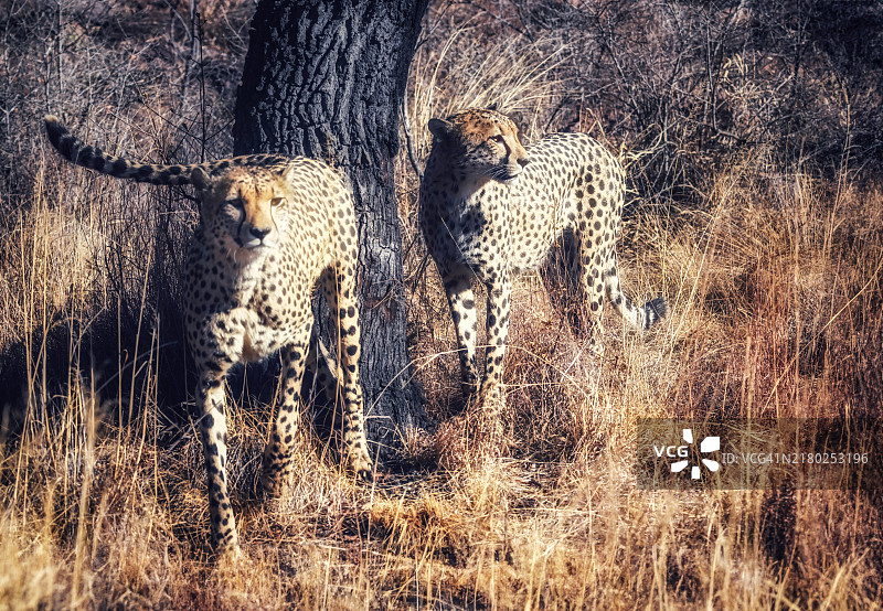 在南非的野生动物摄影之旅中看到的野生猎豹兄弟图片素材