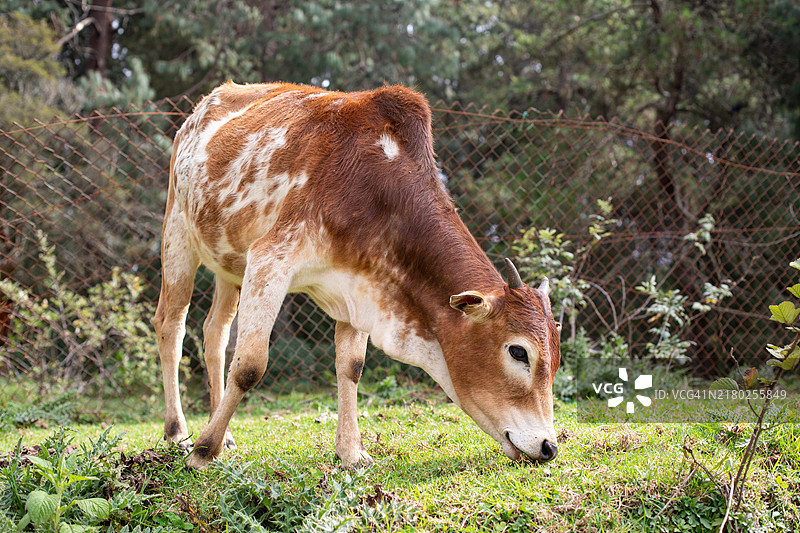 泰米尔纳德邦，近距离拍摄的牛在吃草图片素材