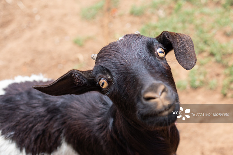 可爱的山羊凝视着图片素材
