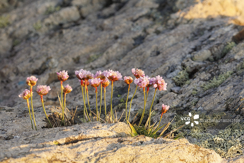 英国康沃尔郡兰兹角悬崖上的海岸花卉图片素材