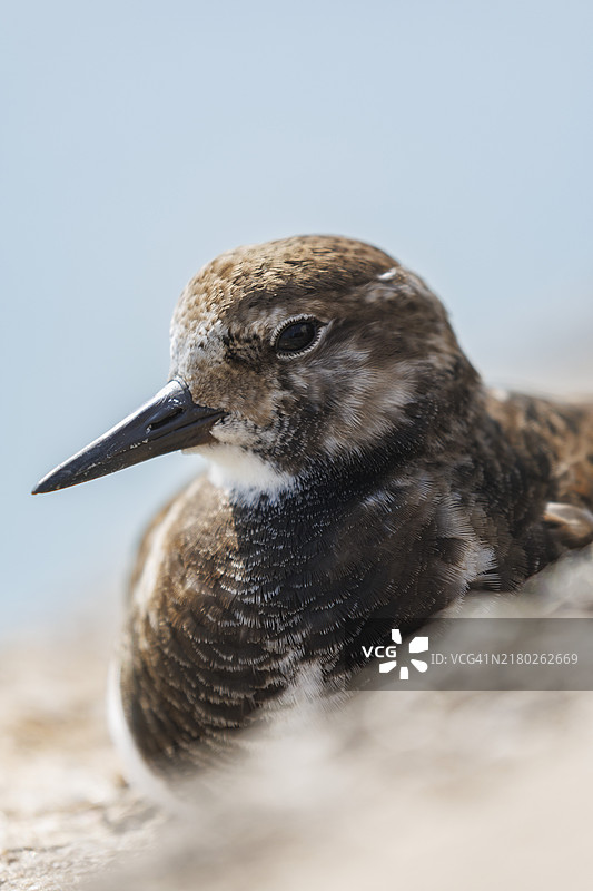 英国康沃尔圣艾夫斯海滨的翻石鹬肖像图片素材