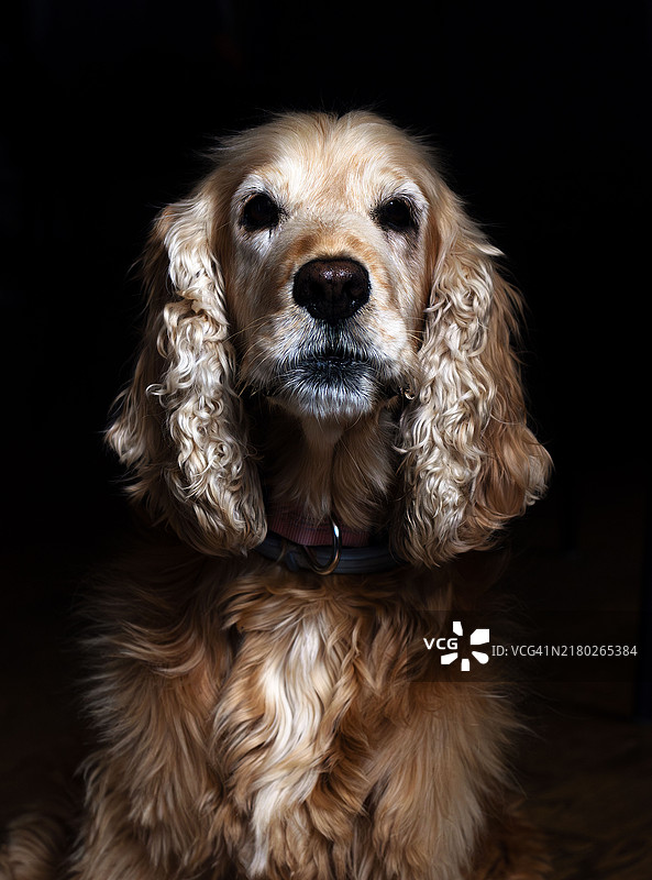 黑色背景下的可卡犬特写图片素材