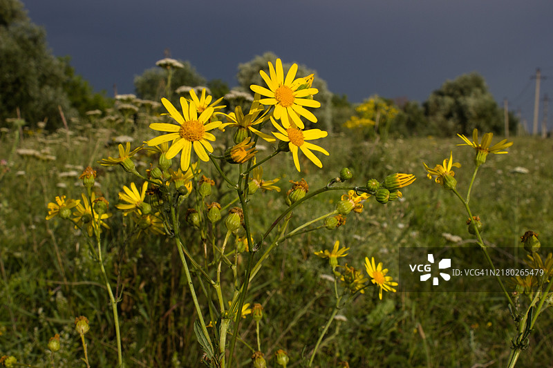 克拉马托尔斯克，顿涅茨克州，乌克兰的黄色花朵特写镜头图片素材