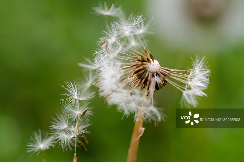 匈牙利的蒲公英花特写图片素材