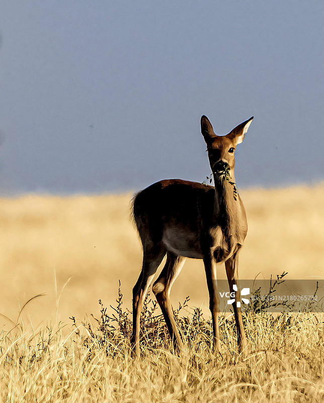 科罗拉多州，美国，田野上站着的鹿的肖像图片素材