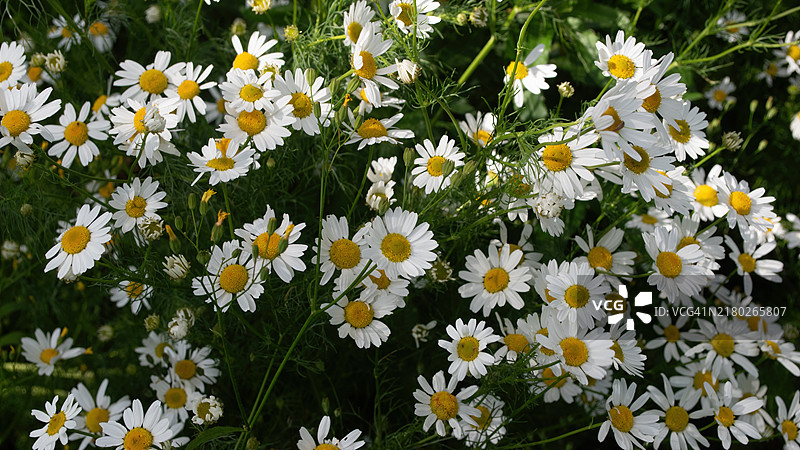白色雏菊花的特写镜头图片素材