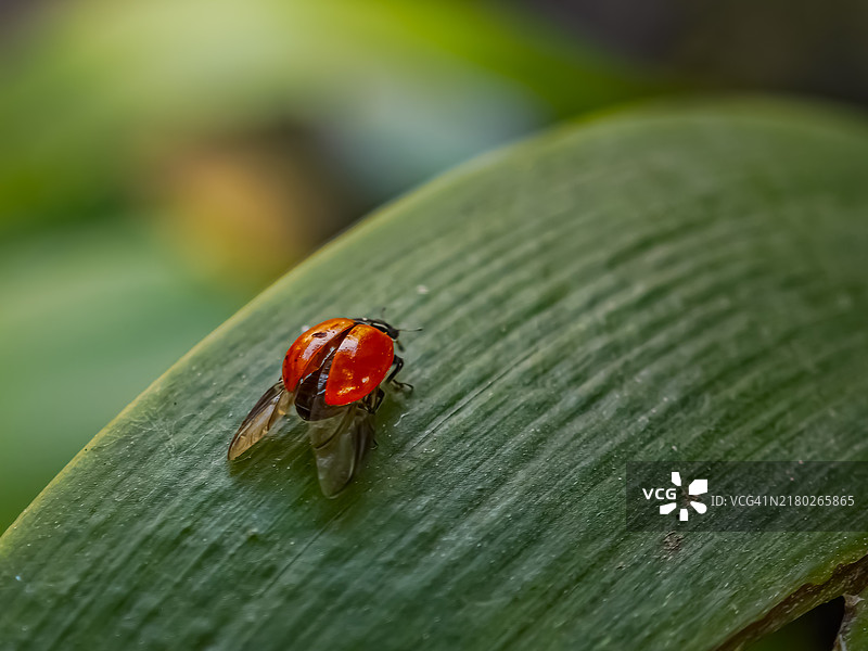 我怀疑悬而未决的爱情，经过岁月的洗礼，面对两种命运，它们要么腐烂，要么繁荣，但图片素材