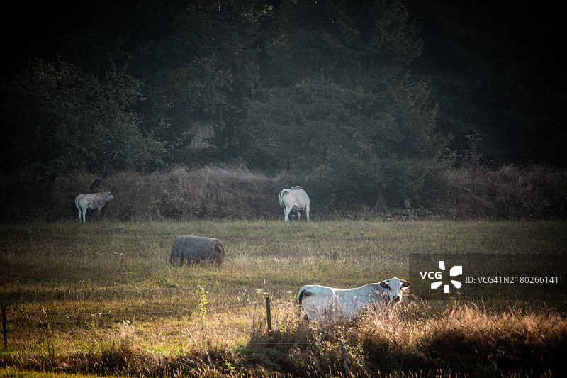 高角度视图的羊在田野上吃草图片素材