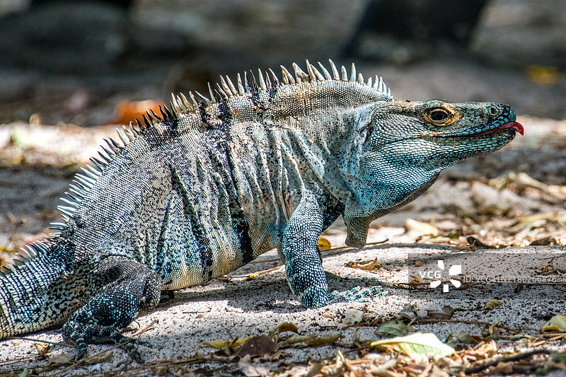 海洋鬣蜥的特写镜头图片素材