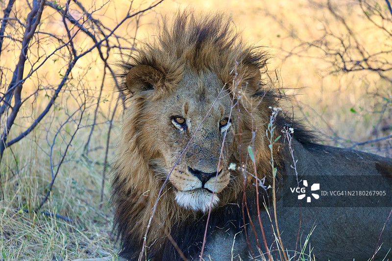 博茨瓦纳的狮子肖像图片素材