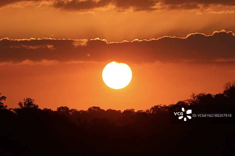 坦桑尼亚日落时分的天空中树木剪影图片素材